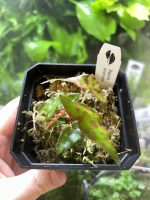 Horizon Labs Begonia Amphioxus