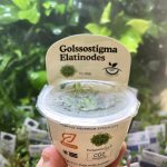 Horizon Labs Glossostigma Elatinodes