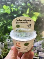 Horizon Labs Glossostigma Elatinodes