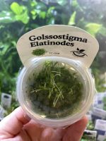 Horizon Labs Glossostigma Elatinodes - Image 2