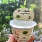 Horizon Labs Utricularia Longifolia