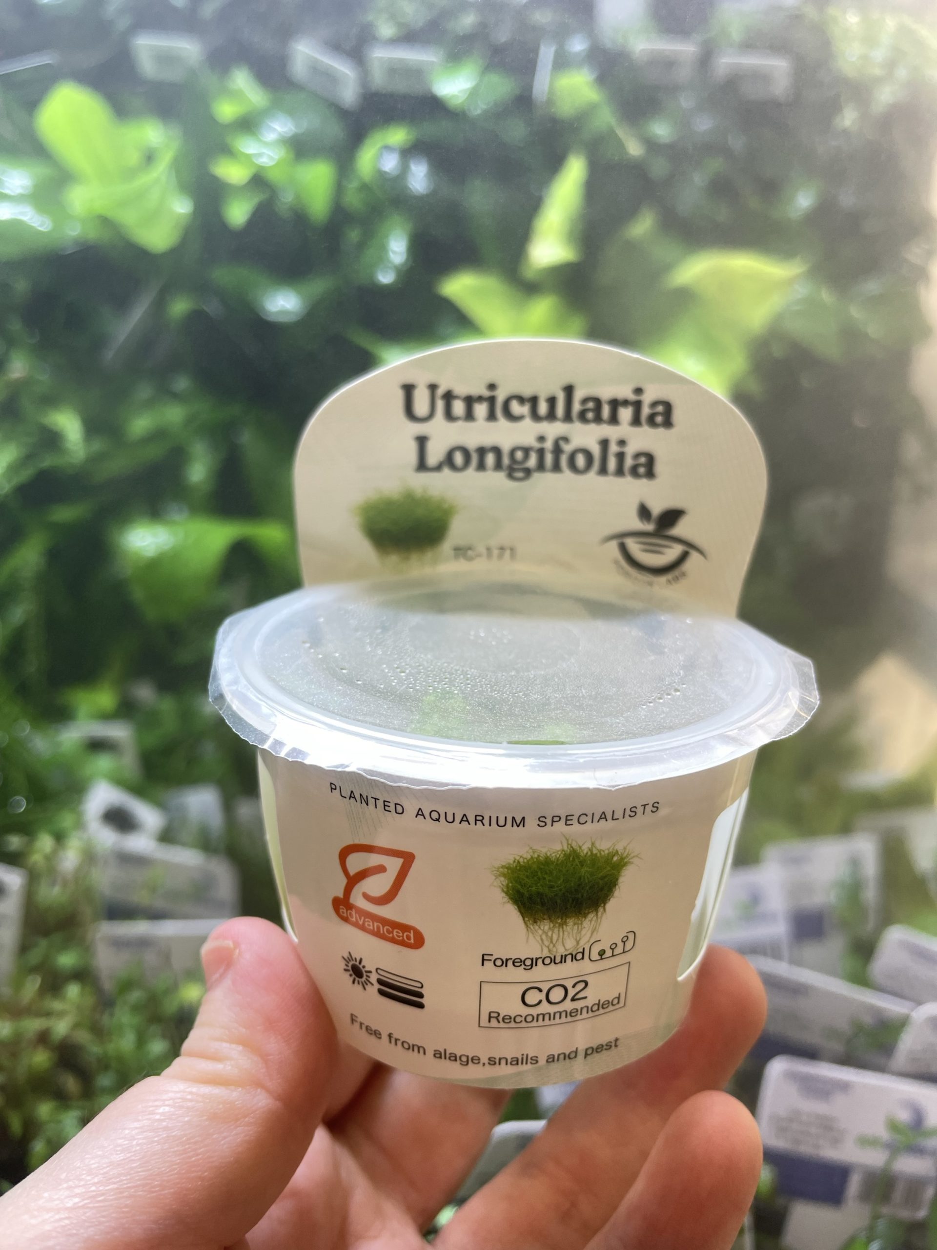 img_2800 Horizon Labs Utricularia Longifolia - Image 1