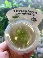 Horizon Labs Utricularia Longifolia - Image 2