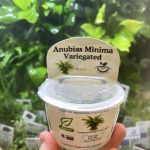 Horizon Labs Anubias Minima Varigated