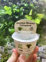 Horizon Labs Anubias Minima Varigated