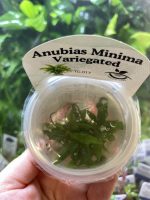 Horizon Labs Anubias Minima Varigated - Image 2