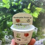 Horizon Labs Rotala Goias