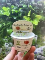 Horizon Labs Rotala Goias