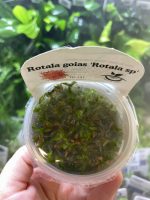 Horizon Labs Rotala Goias - Image 2