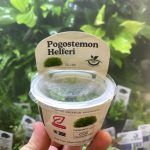 Horizon Labs Pogostemon Helferi