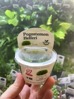 Horizon Labs Pogostemon Helferi