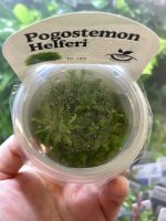 Horizon Labs Pogostemon Helferi - Image 2