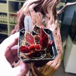 Horizon Labs Begonia Darth Vader