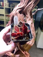 Horizon Labs Begonia Darth Vader