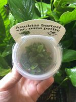 Horizon Labs Anubias Barteri var nana petite - Image 3