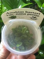 Horizon Labs Anubias Barteri var nana petite - Image 2