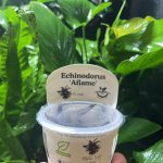 Horizon Labs Echinodorus Aflame