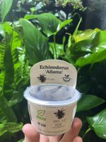 Horizon Labs Echinodorus Aflame