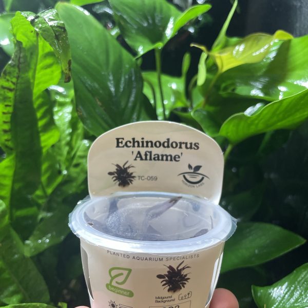Horizon Labs Echinodorus Aflame