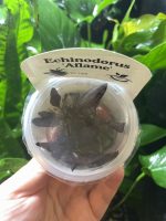 Horizon Labs Echinodorus Aflame - Image 2