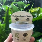 Horizon Labs Echinodorus Reni