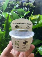 Horizon Labs Echinodorus Reni