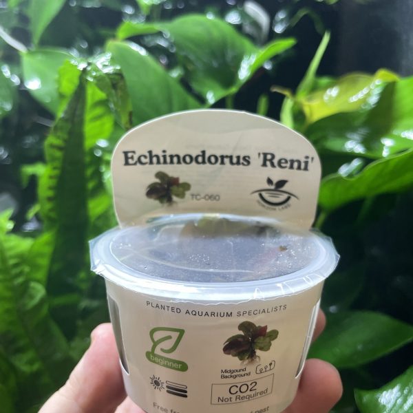 Horizon Labs Echinodorus Reni