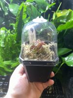 Horizon Labs Begonia roseopunctata - Image 2