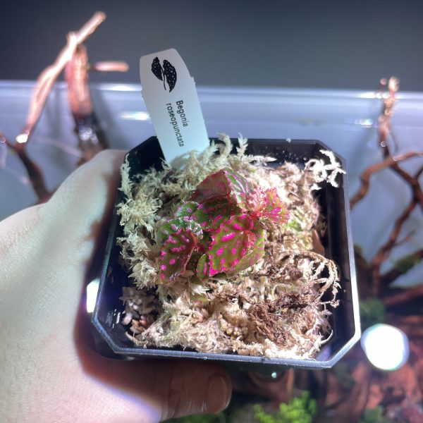 Horizon Labs Begonia roseopunctata