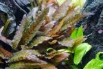 EA Cryptocoryne Axelrodi - Image 2