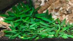 EA Cryptocoryne Lucens - Image 2