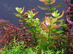 Kaiser Aquatics Bacopa Carolina - Image 2