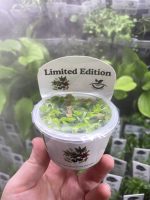 Horizon Labs Hygrophila Polysperma Rosanerwig