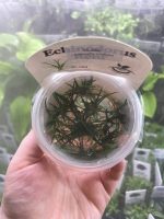 Horizon Labs Littorella Uniflora