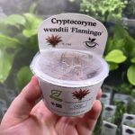 Horizon Labs Cryptocoryne wendetii Flamingo