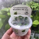 Horizon Labs Cryptocoryne wendetii Mi oya