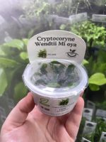 Horizon Labs Cryptocoryne wendetii Mi oya