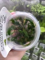Horizon Labs Cryptocoryne wendetii Mi oya - Image 2