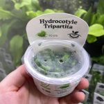 Horizon Labs Hydrocotyle Tripartita