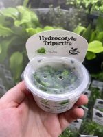 Horizon Labs Hydrocotyle Tripartita