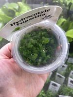 Horizon Labs Hydrocotyle Tripartita - Image 2