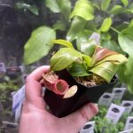 Horizon Labs Nepenthes Sp Gaya