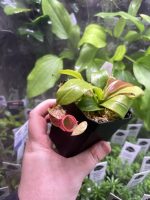 Horizon Labs Nepenthes Sp Gaya