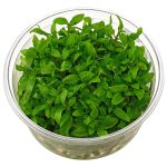 Horizon Labs Staurogyne Repens