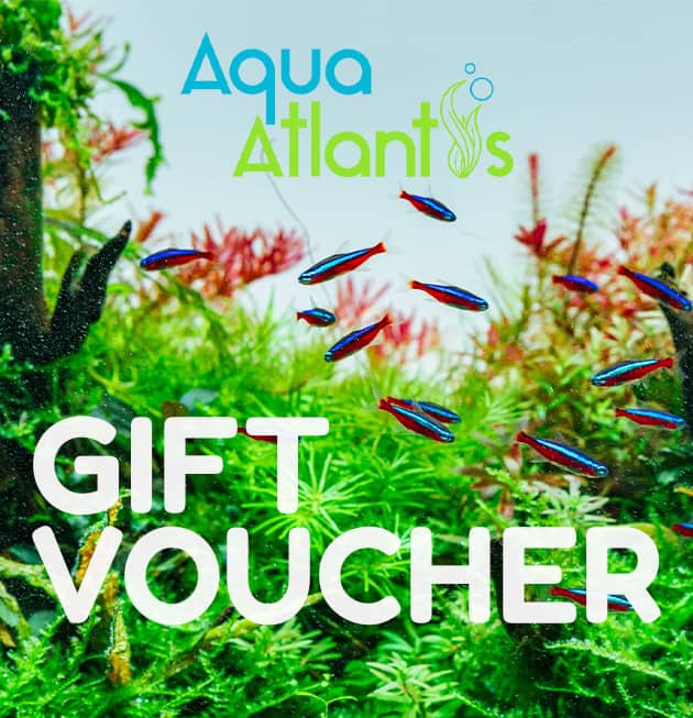 voucher Gift Voucher - Image 1