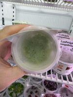 Horizon Labs Utricularia Longifolia
