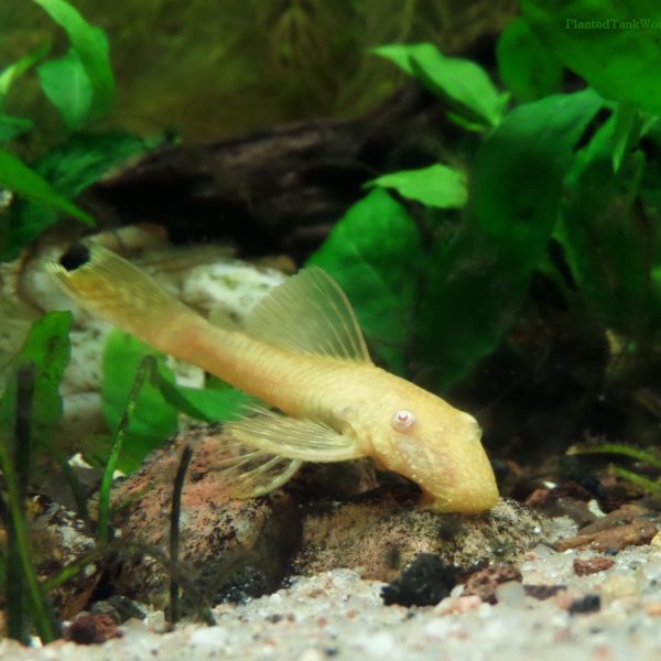 Albino Ancistrus