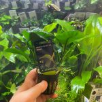 Stoffels Anubias barteri