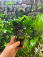 Stoffels Anubias barteri