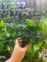 Stoffels Anubias barteri - Image 3